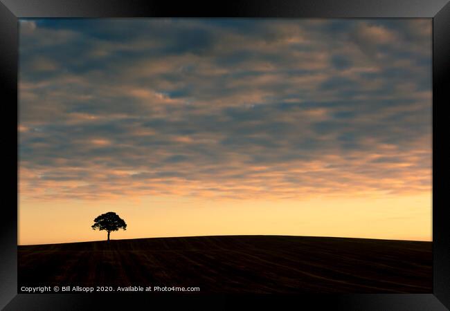 Lone tree at sunrise. Framed Print by Bill Allsopp