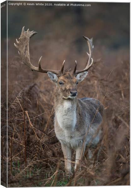 Deer with fully grown antlers Canvas Print by Kevin White