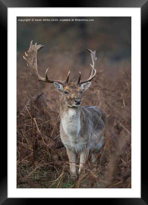 Deer with fully grown antlers Framed Mounted Print by Kevin White