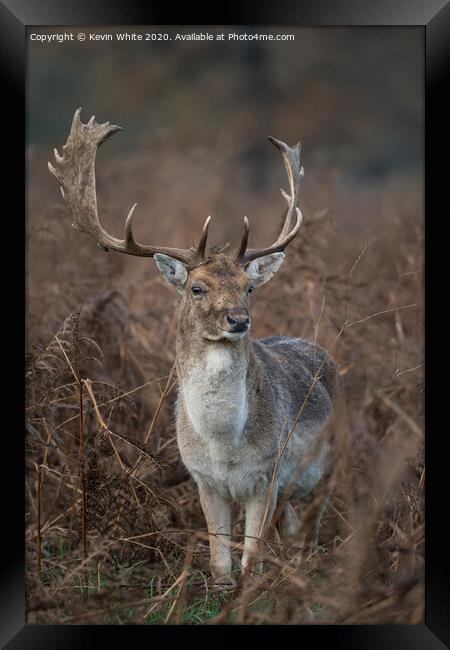 Deer with fully grown antlers Framed Print by Kevin White