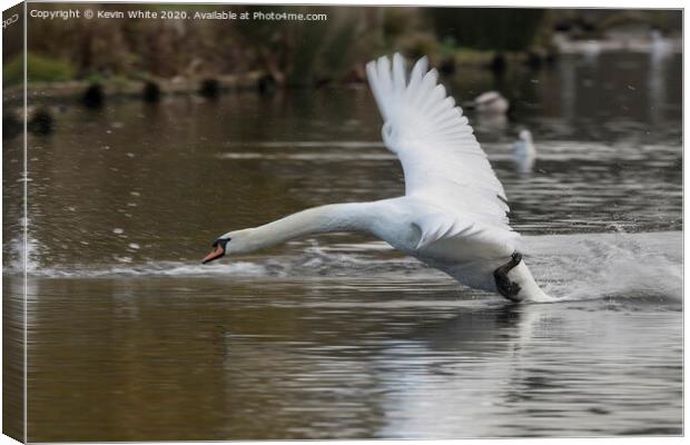 Swan returning from fly around Canvas Print by Kevin White