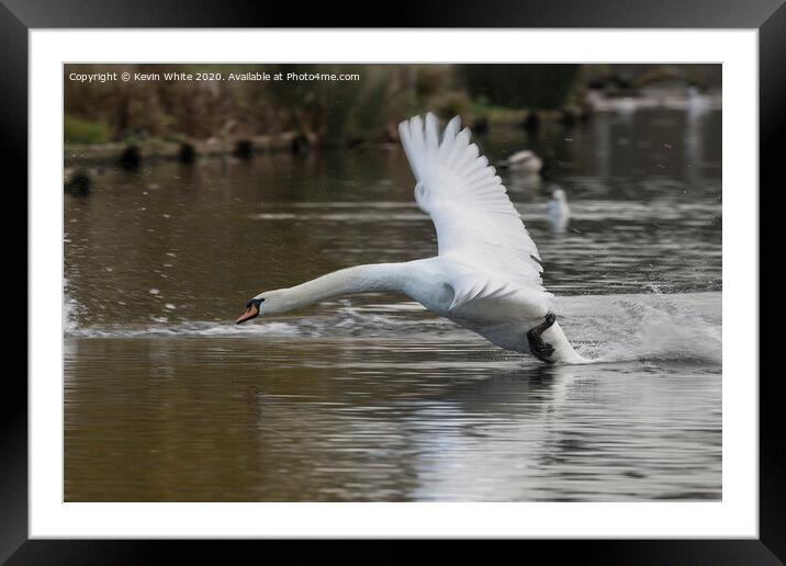 Swan returning from fly around Framed Mounted Print by Kevin White