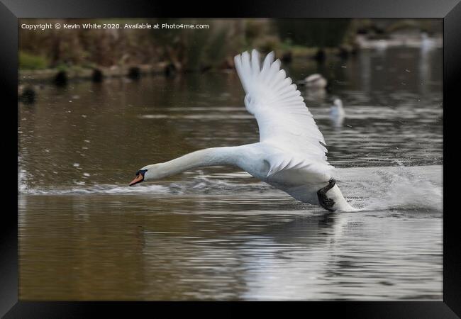 Swan returning from fly around Framed Print by Kevin White