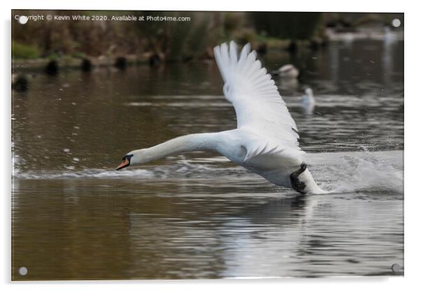 Swan returning from fly around Acrylic by Kevin White