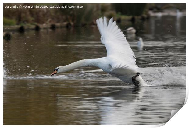 Swan returning from fly around Print by Kevin White