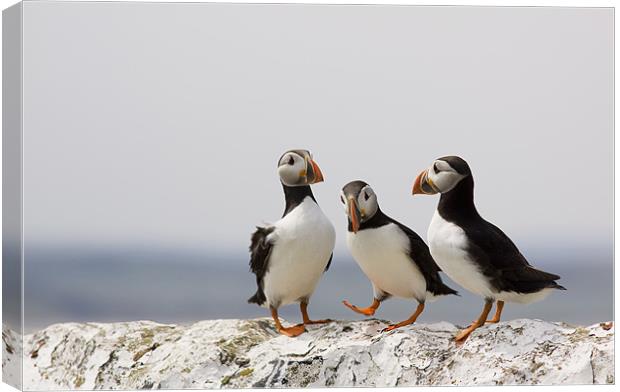 Puffin Meeting Canvas Print by Lynne Morris (Lswpp)