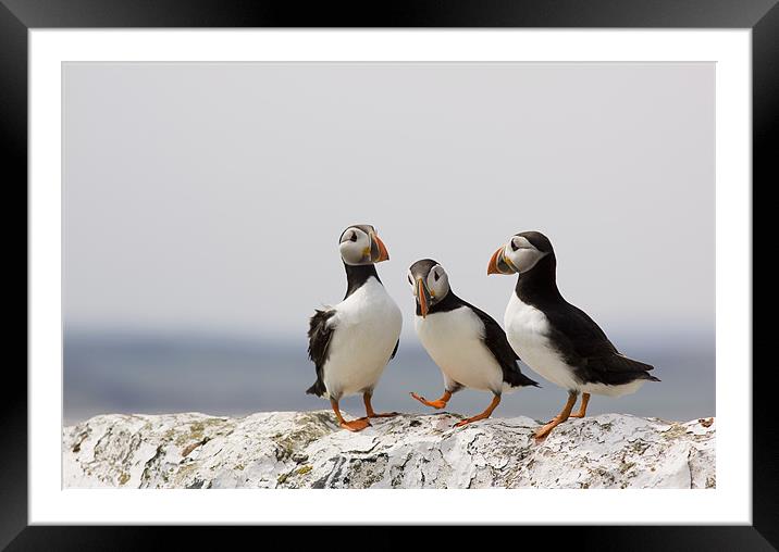 Puffin Meeting Framed Mounted Print by Lynne Morris (Lswpp)