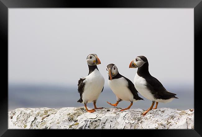 Puffin Meeting Framed Print by Lynne Morris (Lswpp)