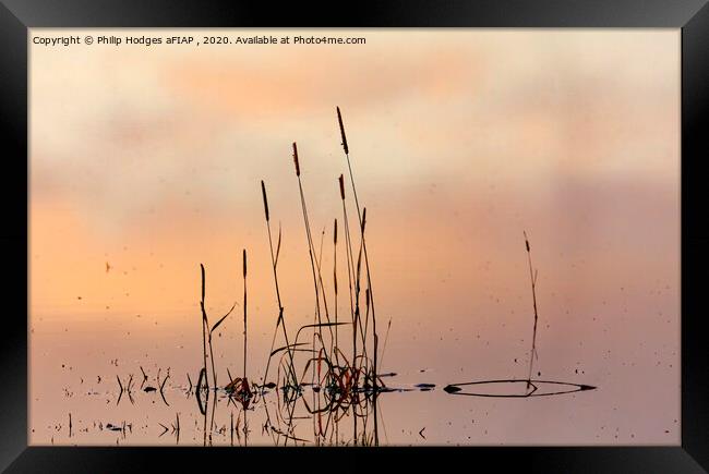 Rushes, Floods and Mist Framed Print by Philip Hodges aFIAP ,