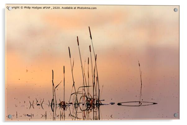 Rushes, Floods and Mist Acrylic by Philip Hodges aFIAP ,