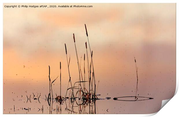 Rushes, Floods and Mist Print by Philip Hodges aFIAP ,