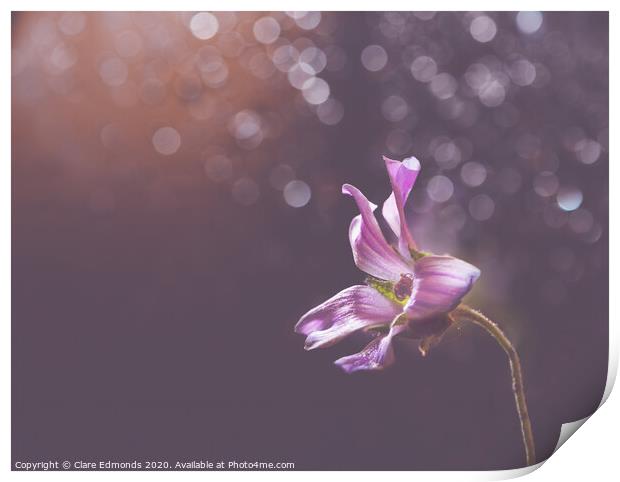 Purple Flower Print by Clare Edmonds