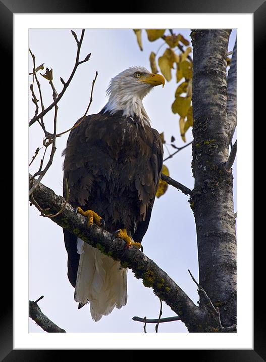 Majestic Profile Framed Mounted Print by Mike Dawson