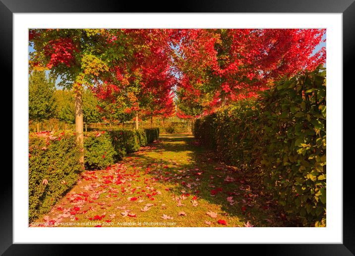 chromatic magic of the autumn Framed Mounted Print by susanna mattioda