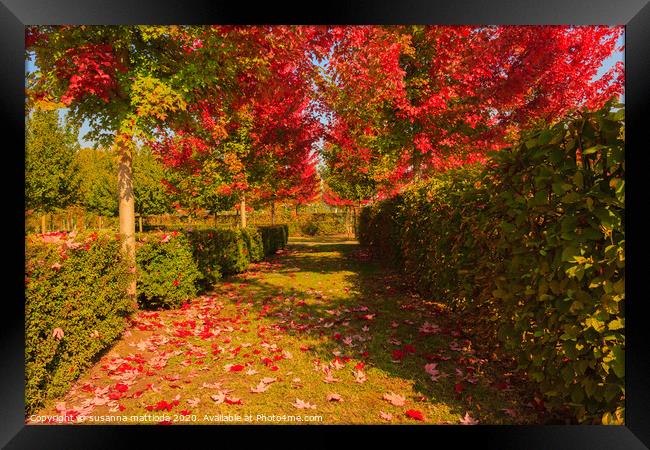 chromatic magic of the autumn Framed Print by susanna mattioda