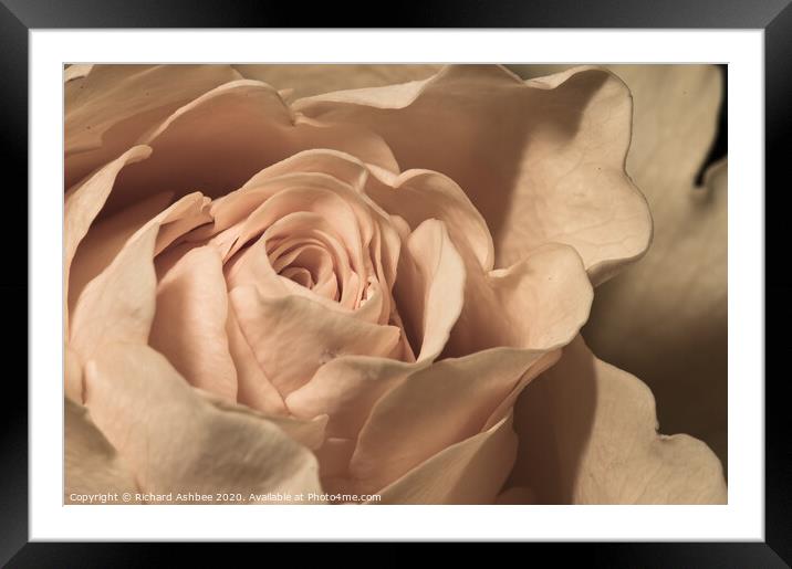 Close up of a peach Rose  Framed Mounted Print by Richard Ashbee
