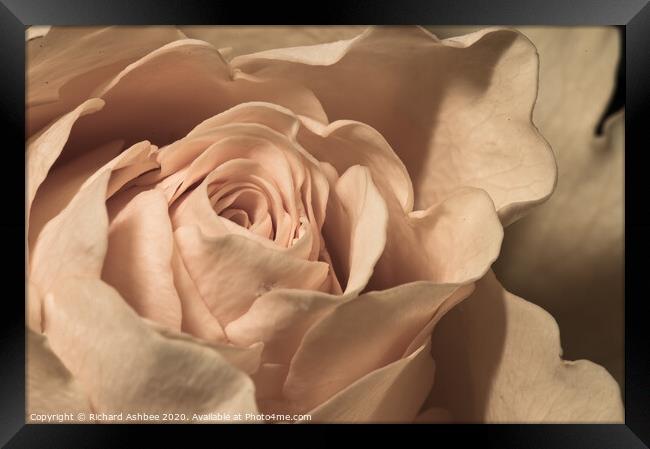 Close up of a peach Rose  Framed Print by Richard Ashbee