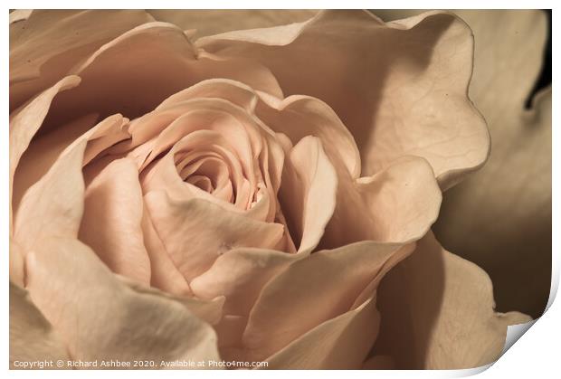 Close up of a peach Rose  Print by Richard Ashbee