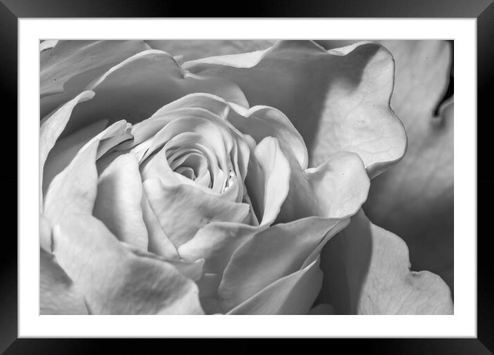 White rose petals Framed Mounted Print by Richard Ashbee