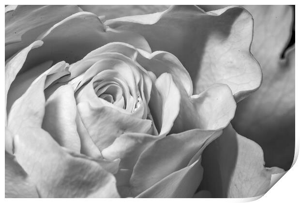 White rose petals Print by Richard Ashbee
