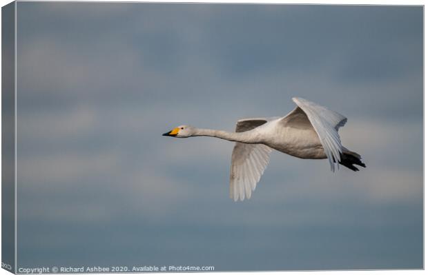 Whooper swan in flight Canvas Print by Richard Ashbee