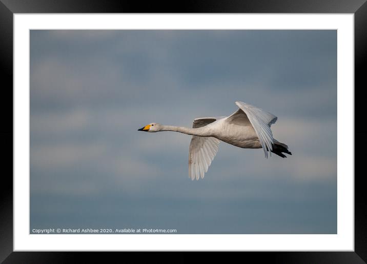 Whooper swan in flight Framed Mounted Print by Richard Ashbee