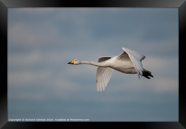 Whooper swan in flight Framed Print by Richard Ashbee