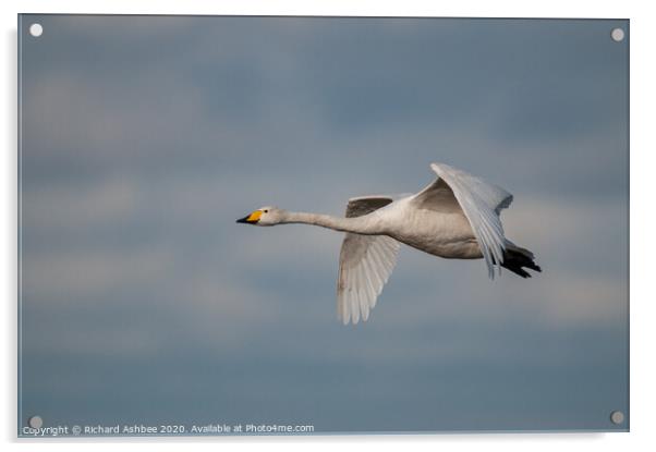 Whooper swan in flight Acrylic by Richard Ashbee