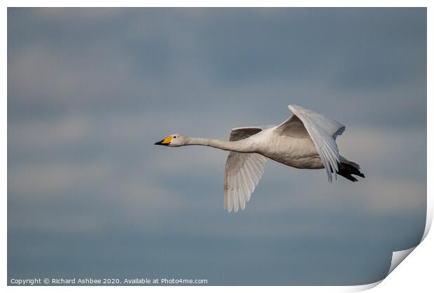 Whooper swan in flight Print by Richard Ashbee