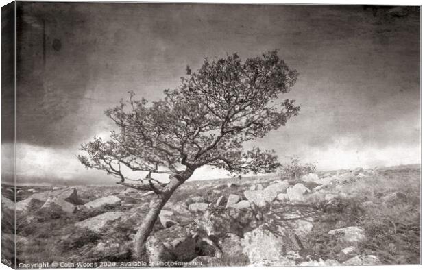 A tree on Dartmoor in SW England Canvas Print by Colin Woods