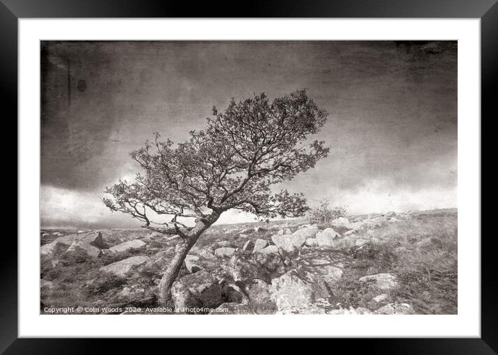 A tree on Dartmoor in SW England Framed Mounted Print by Colin Woods