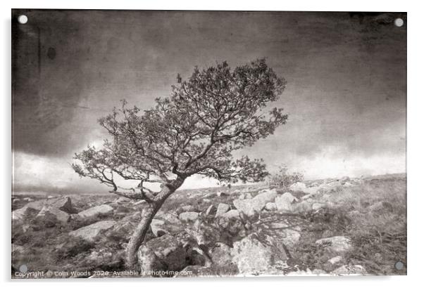 A tree on Dartmoor in SW England Acrylic by Colin Woods