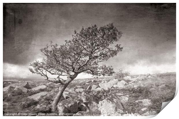 A tree on Dartmoor in SW England Print by Colin Woods