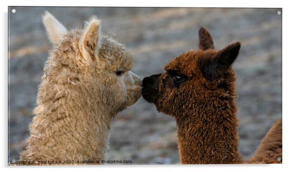 Alpacas Kissing Acrylic by Paul Tyzack