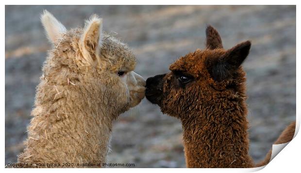 Alpacas Kissing Print by Paul Tyzack