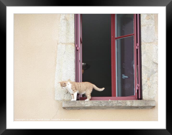 Cat on a Windowsill Framed Mounted Print by Jacqui Farrell