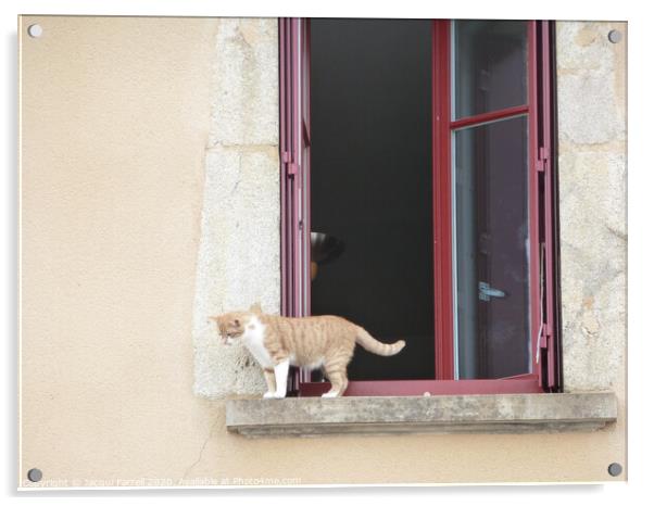 Cat on a Windowsill Acrylic by Jacqui Farrell