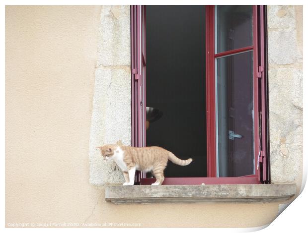 Cat on a Windowsill Print by Jacqui Farrell