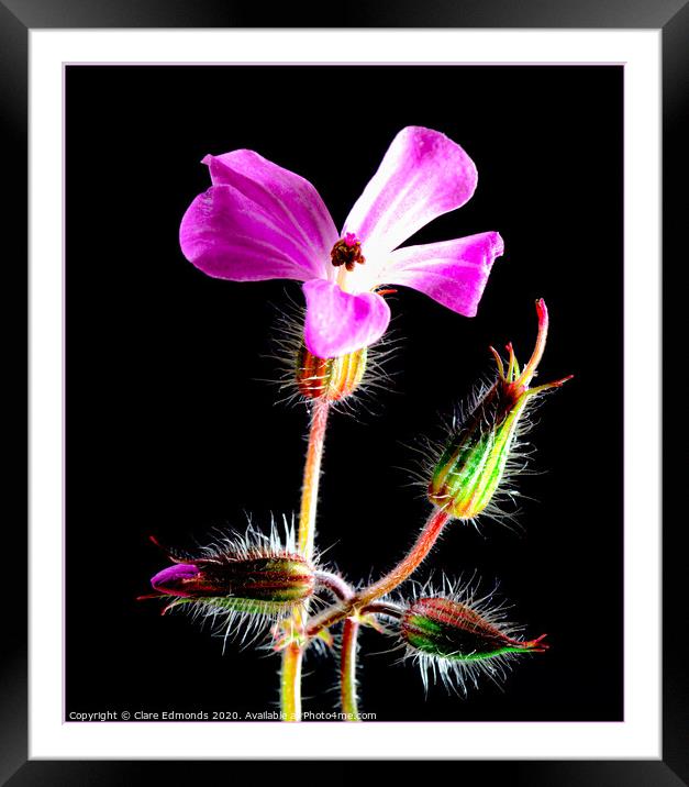 Pink Flower Framed Mounted Print by Clare Edmonds