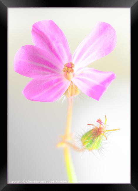 Pink flower Framed Print by Clare Edmonds