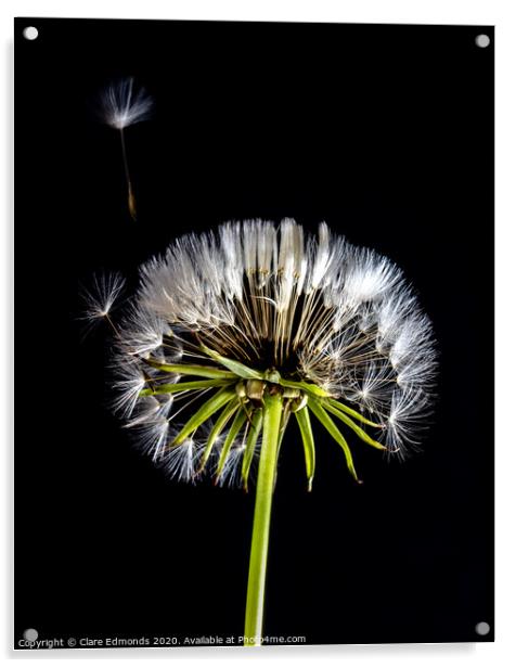 Dandelion Acrylic by Clare Edmonds