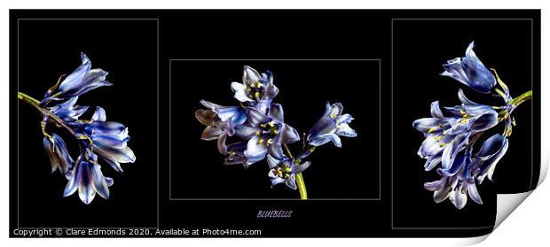 Bluebell triptych Print by Clare Edmonds