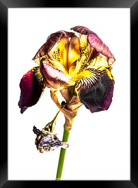 Iris Framed Print by Clare Edmonds