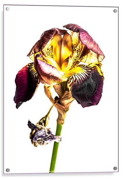 Iris Acrylic by Clare Edmonds