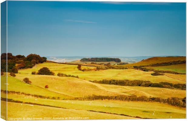 Fields of Dorset Canvas Print by Paul Brewer