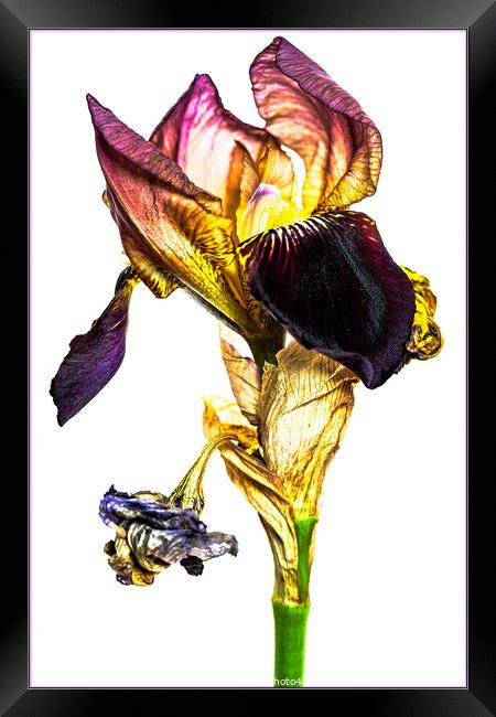 Iris Framed Print by Clare Edmonds