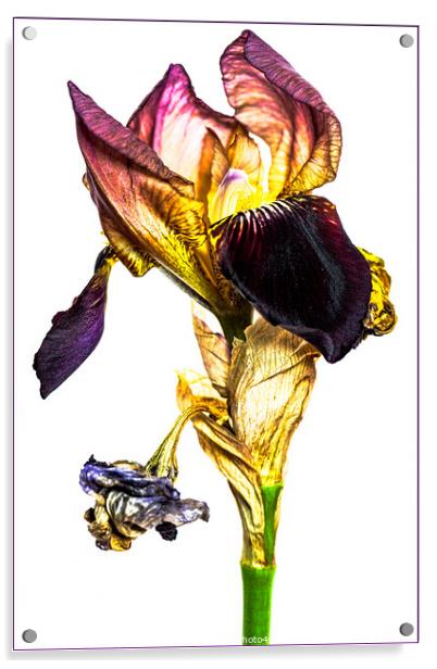 Iris Acrylic by Clare Edmonds