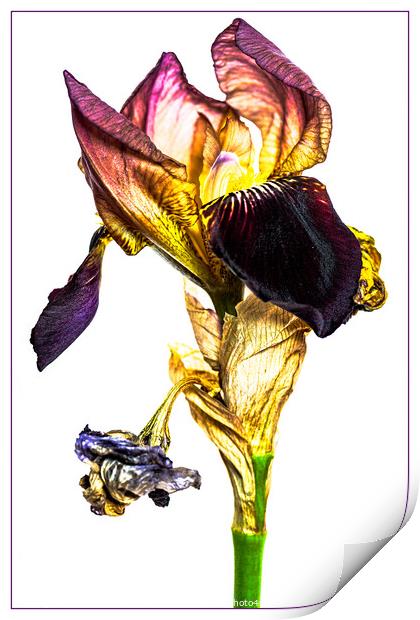 Iris Print by Clare Edmonds