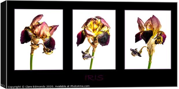 Iris Triptych Canvas Print by Clare Edmonds