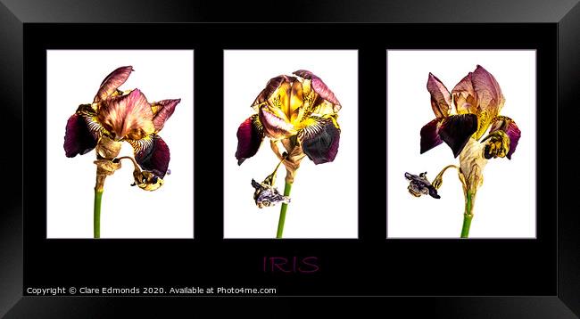 Iris Triptych Framed Print by Clare Edmonds